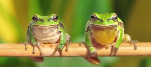 foto ranas
